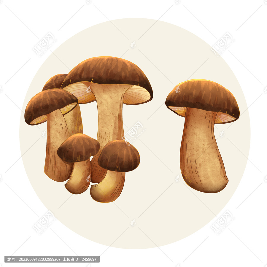 手繪水彩蔬菜牛肝菌