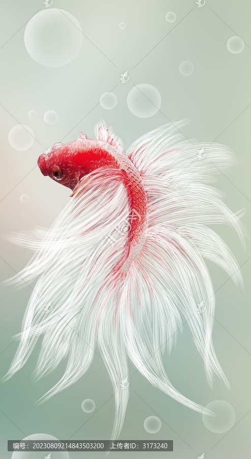 斗魚