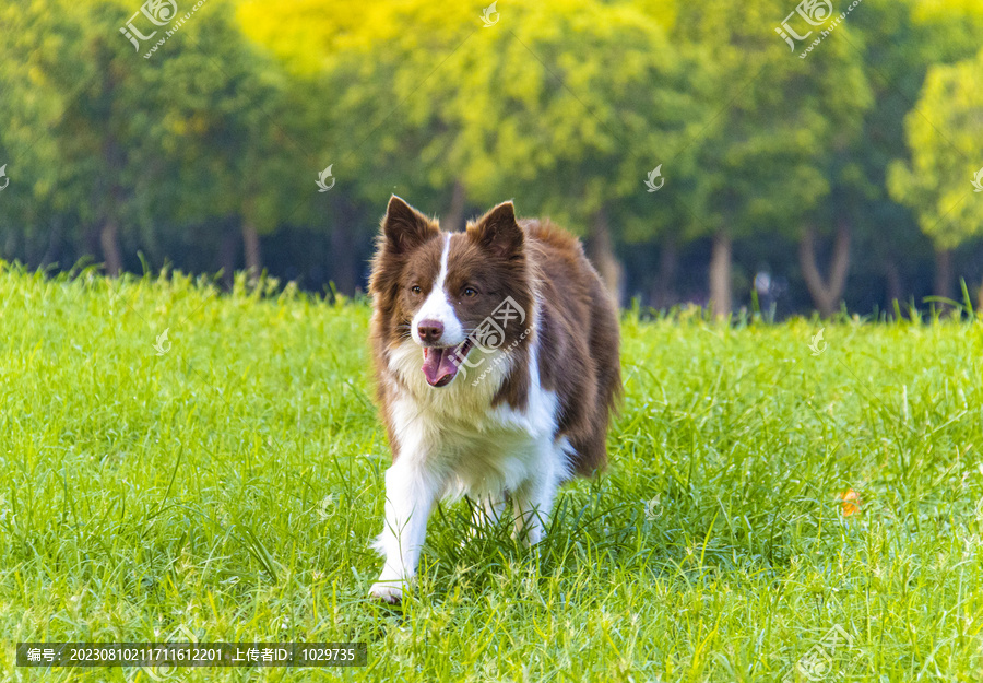 边境牧羊犬