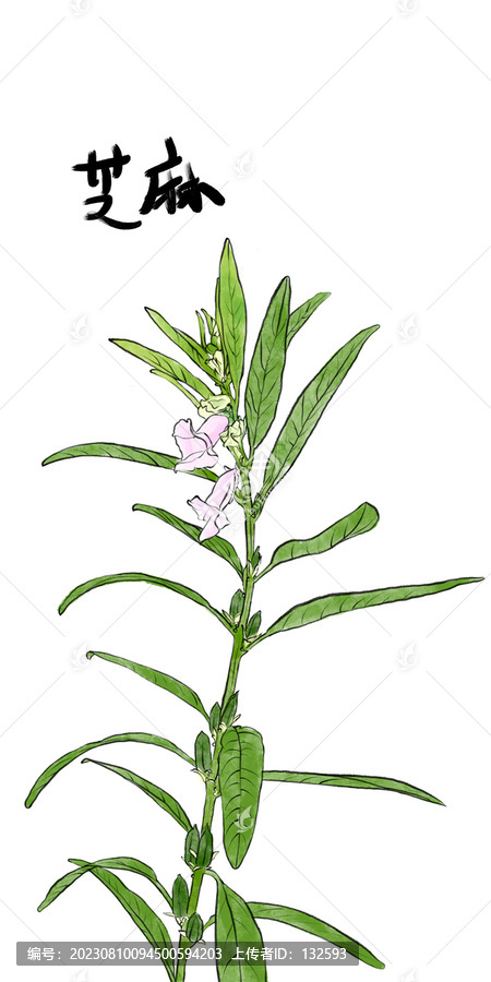 芝麻插畫