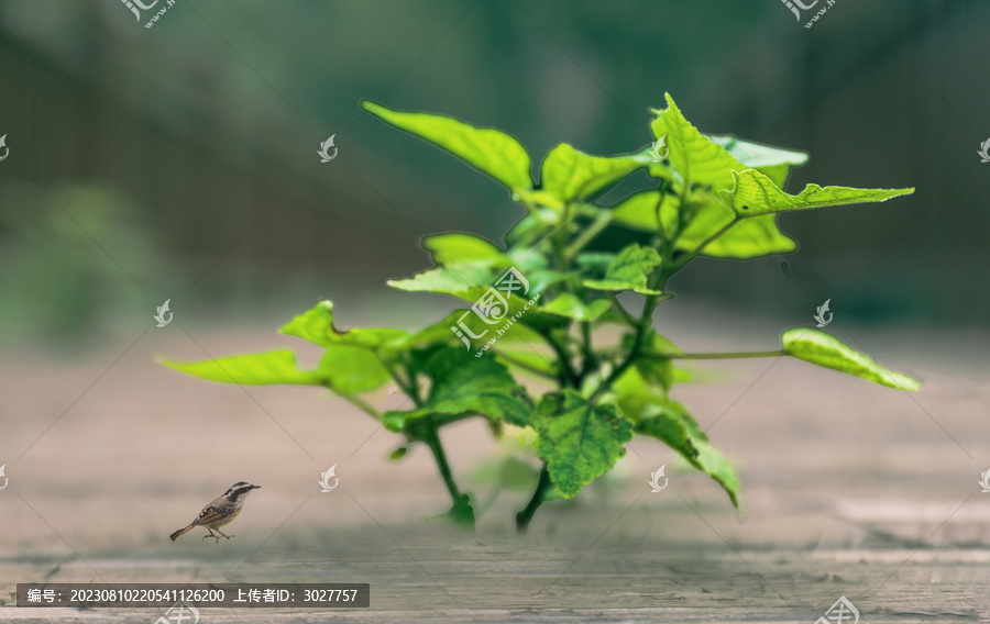 萌芽