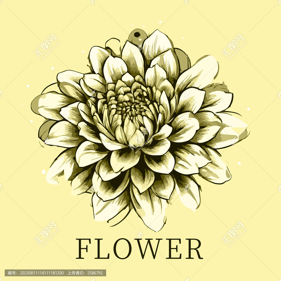 牡丹花朵矢量圖檔
