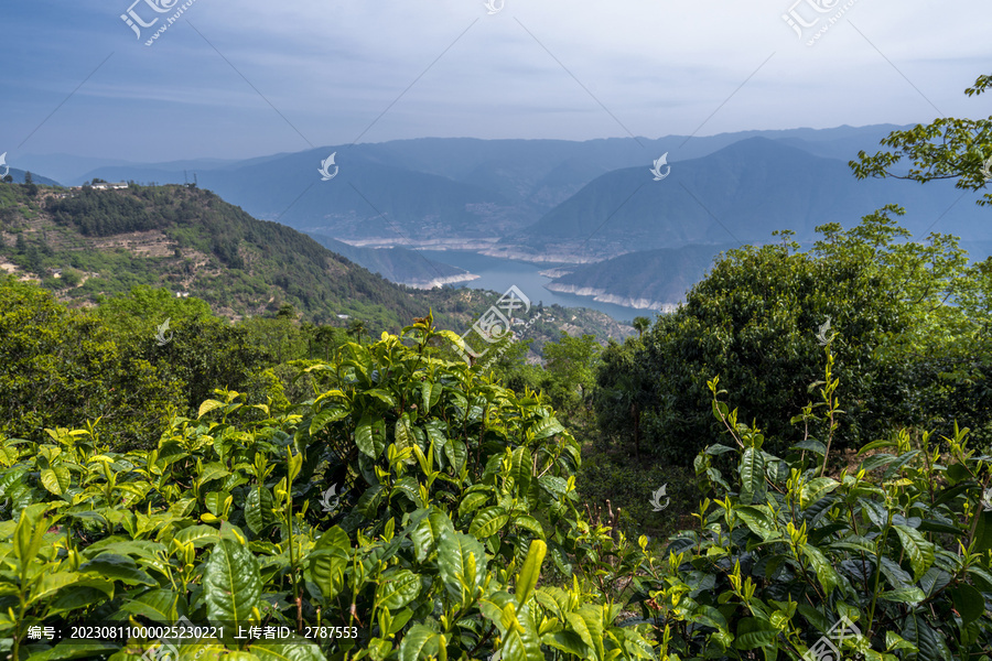 凤庆滇红茶山