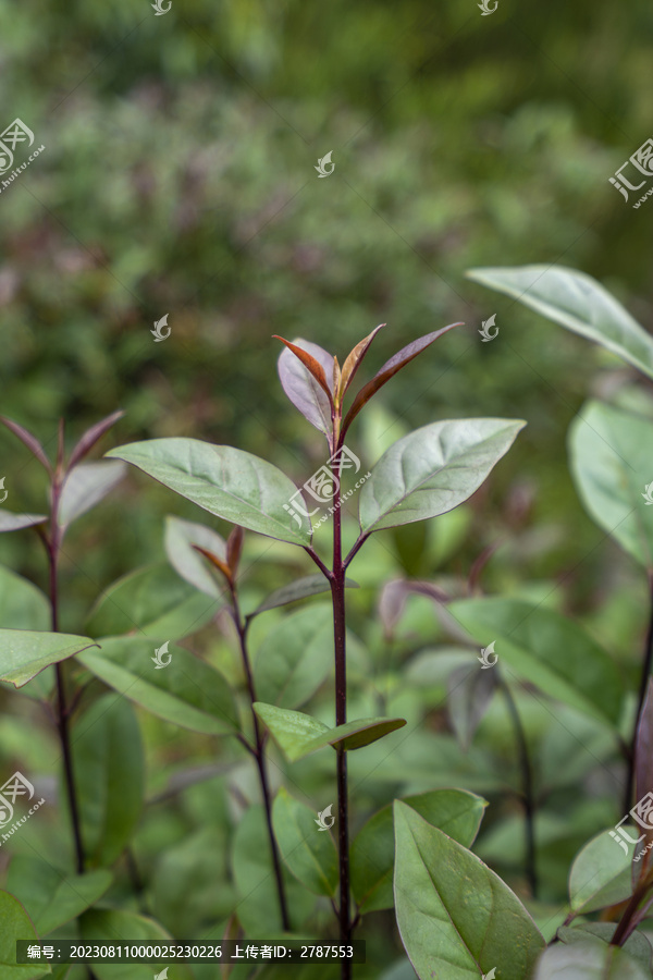 紫叶茶