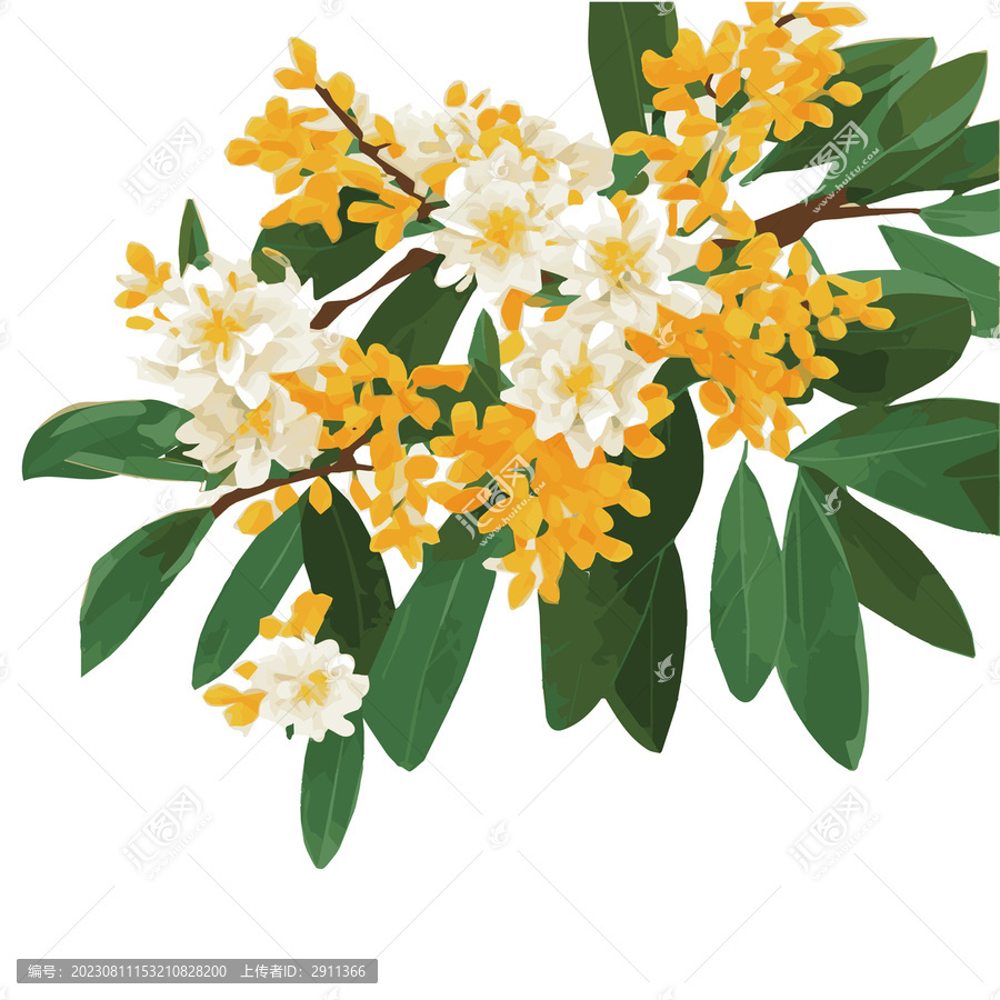 桂花