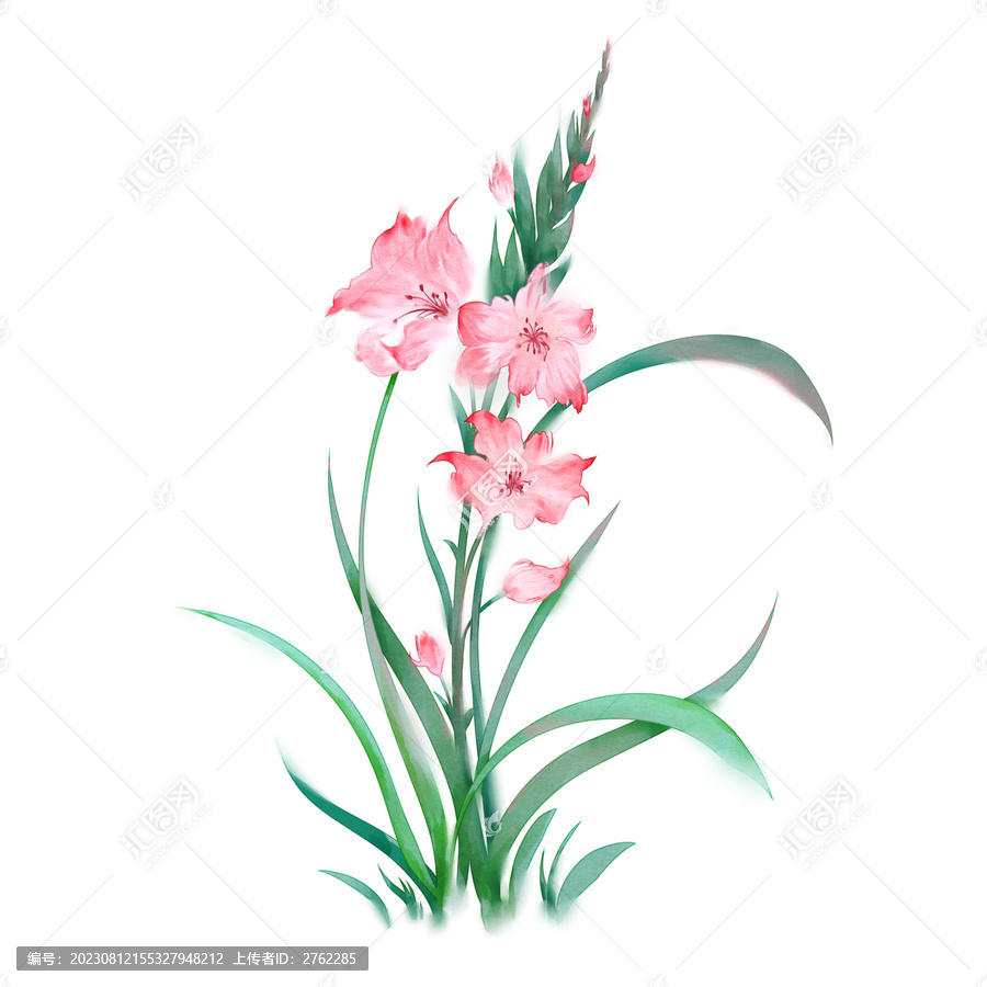 唐菖蒲