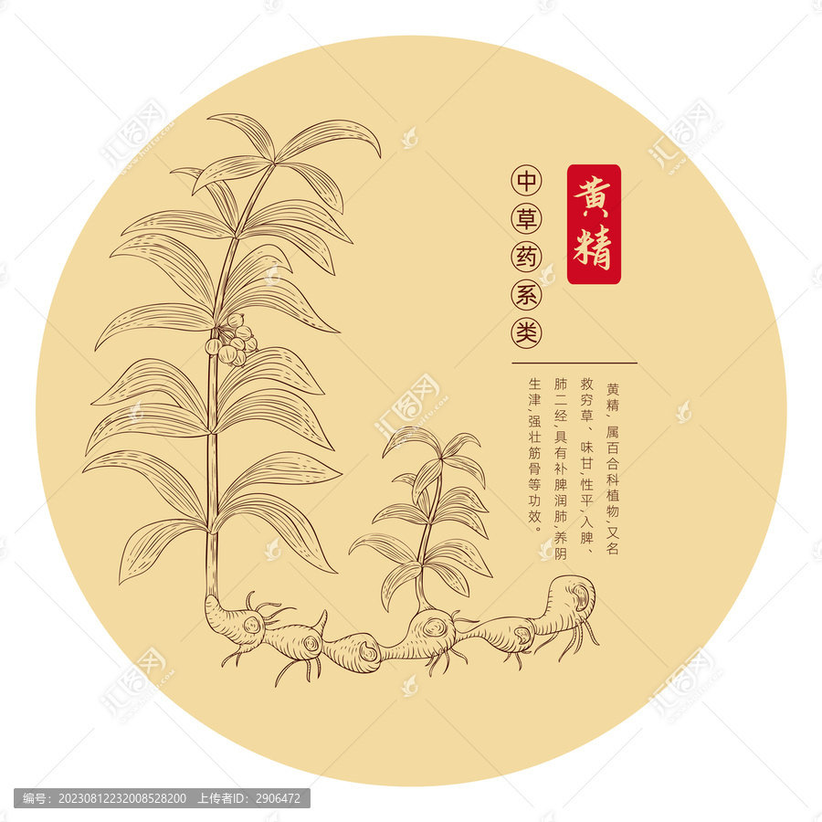 黃精手繪版畫白描