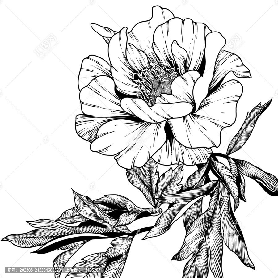 線描花卉之牡丹花