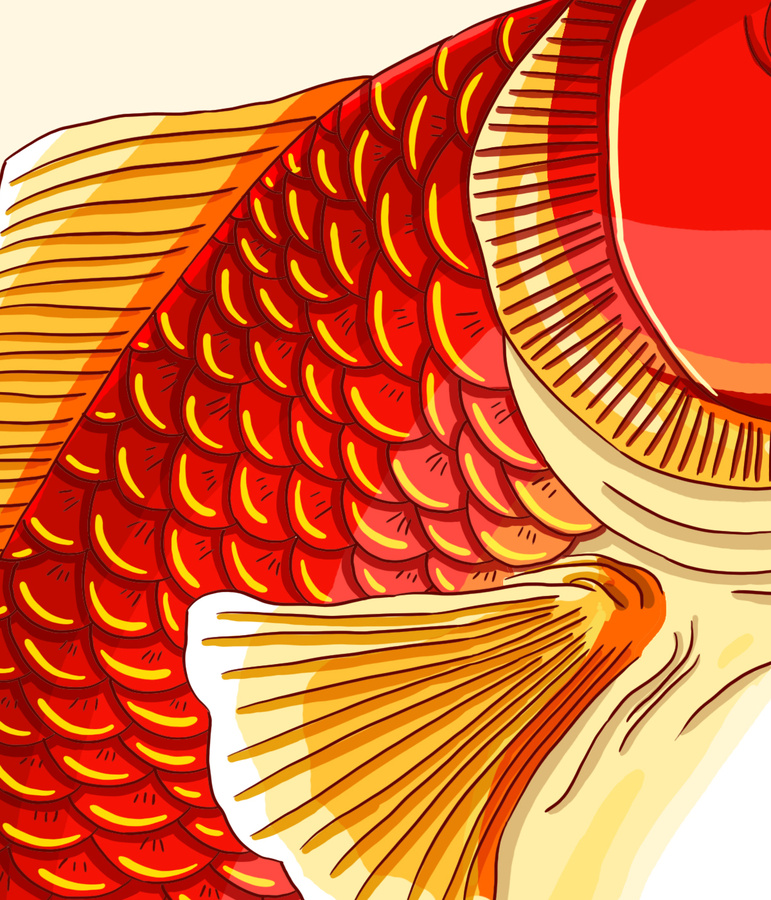 錦鯉插畫