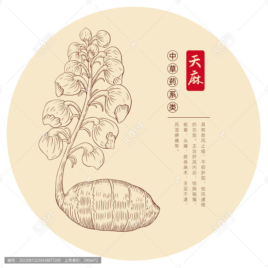天麻插畫版畫白描