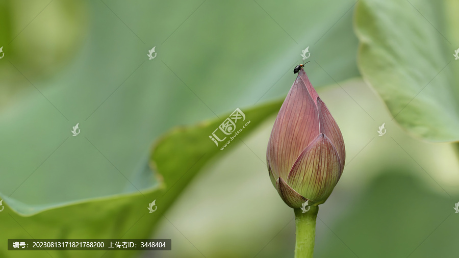 荷葉荷花昆蟲(chóng)