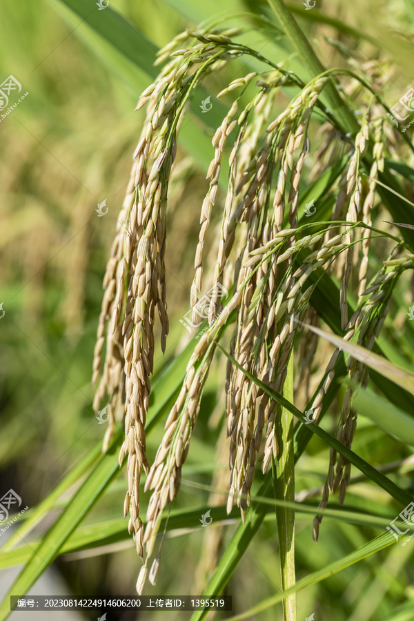 水稻谷穗