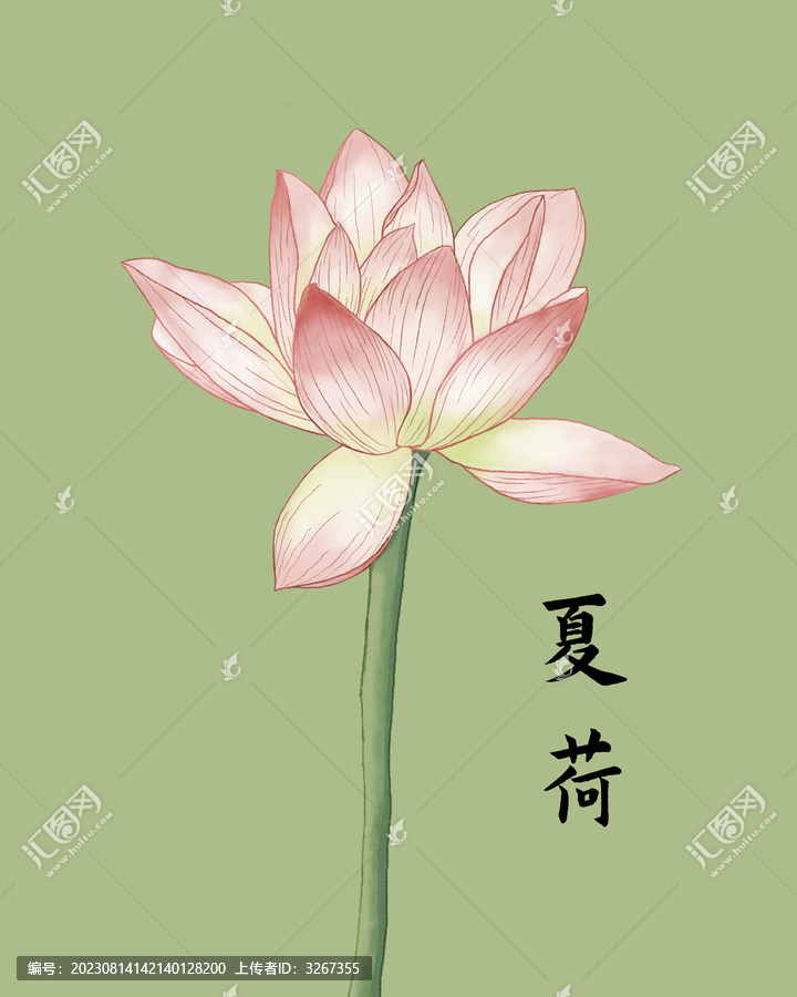 荷花