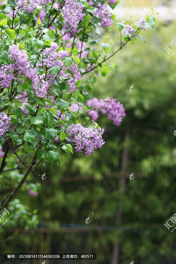 丁香花