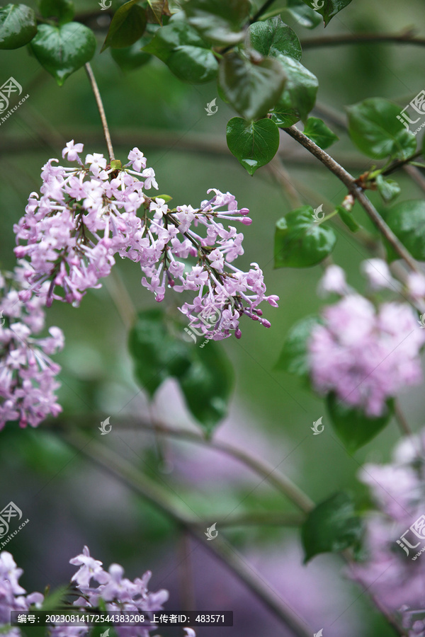 丁香花