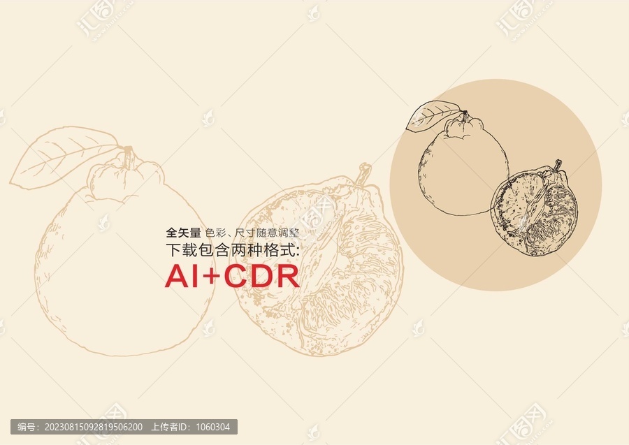 丑橘手繪丑橘插畫