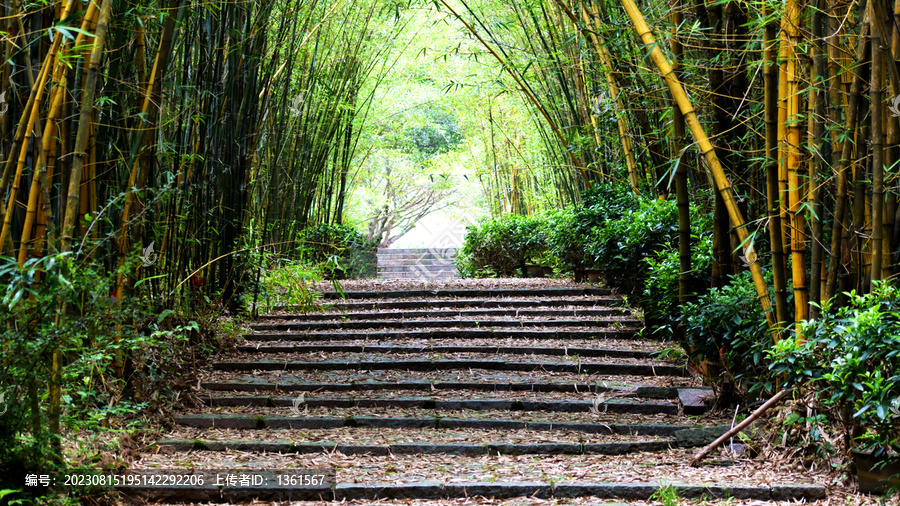 竹林小路