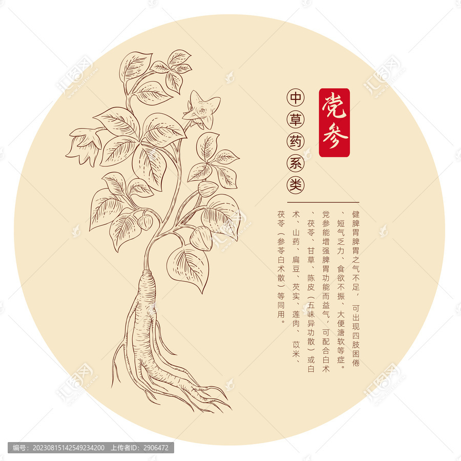 黨參插畫版畫白描