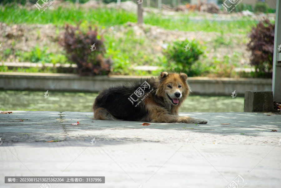 柯利犬