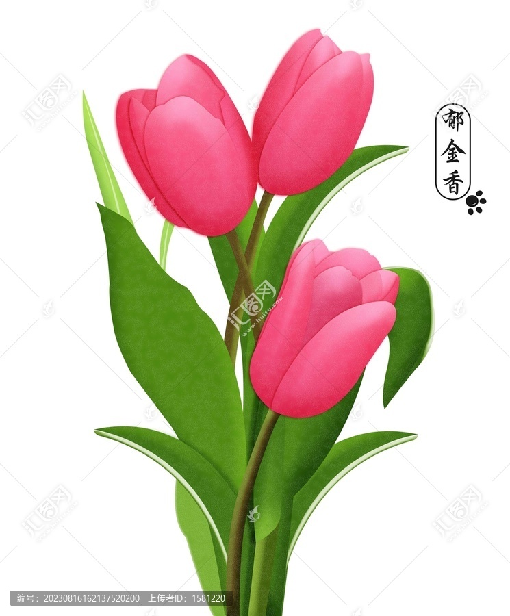 郁金香