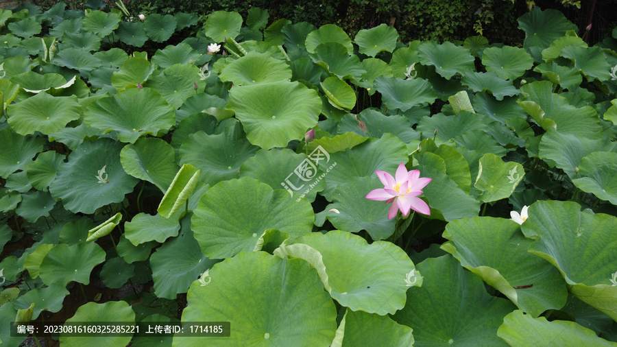 夏日荷花风景