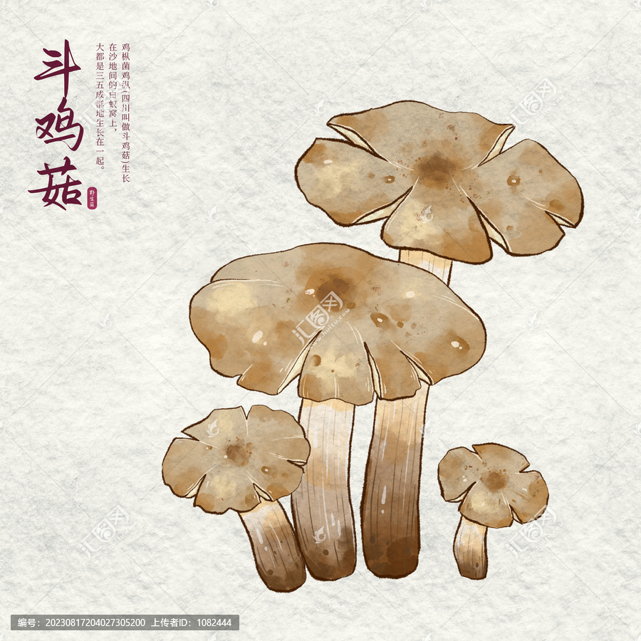斗雞菇雞樅菌
