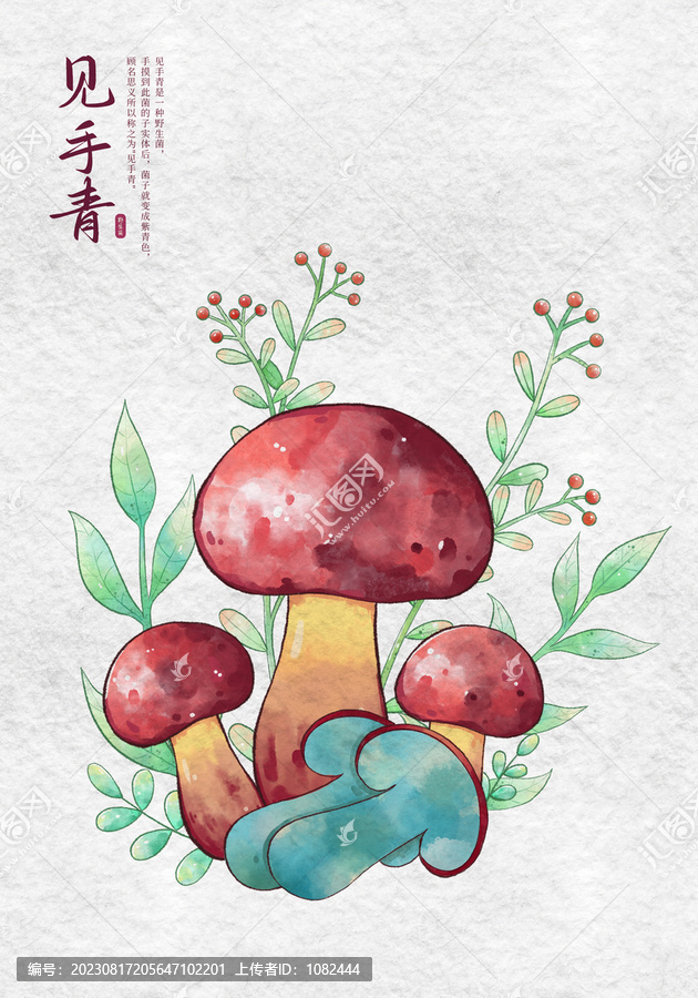 見手青牛肝菌