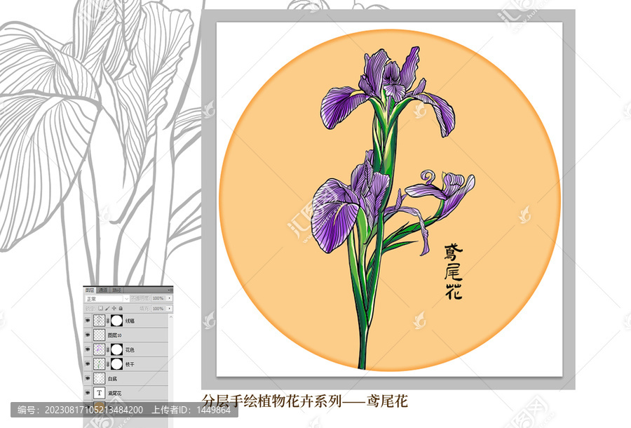 鳶尾花