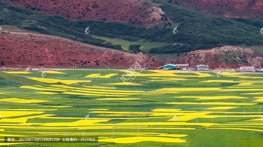 祁连门源油菜花海