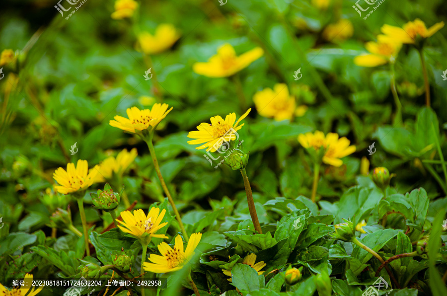 花卉花草深圳中山公园