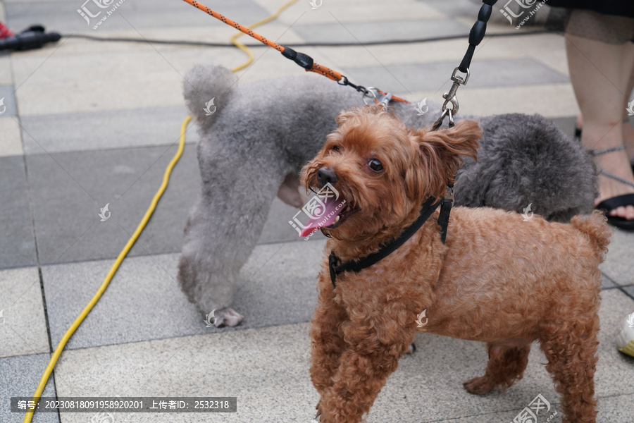 萌宠宠物狗可爱奶狗小型犬