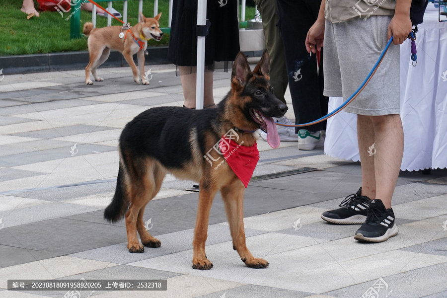 萌宠宠物狗可爱奶狗小型犬