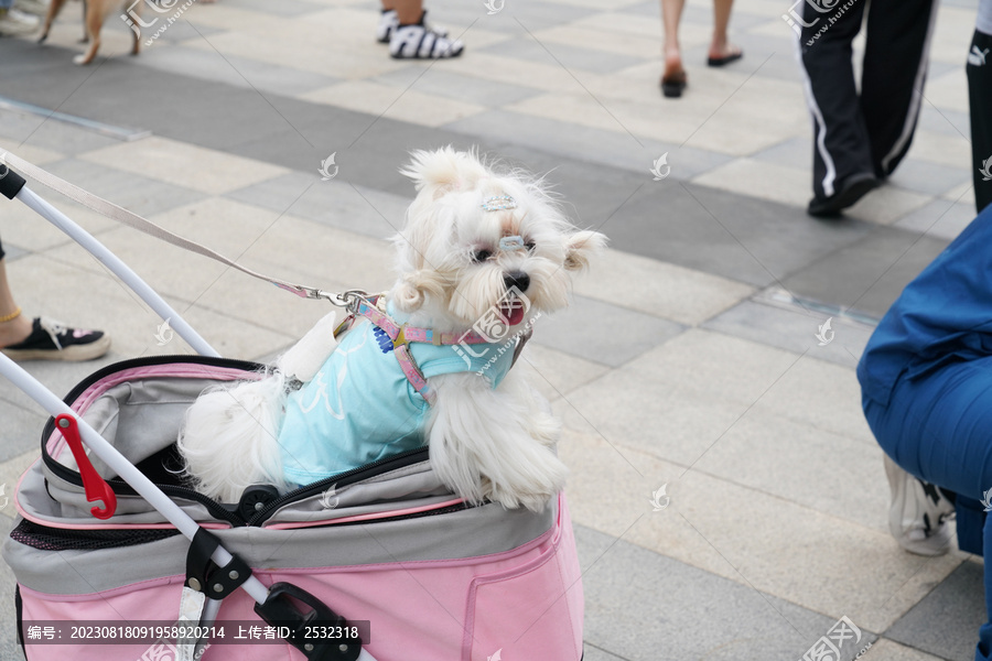 萌宠宠物狗可爱奶狗小型犬