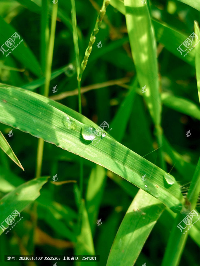 露珠水珠绿叶露水特写枝叶