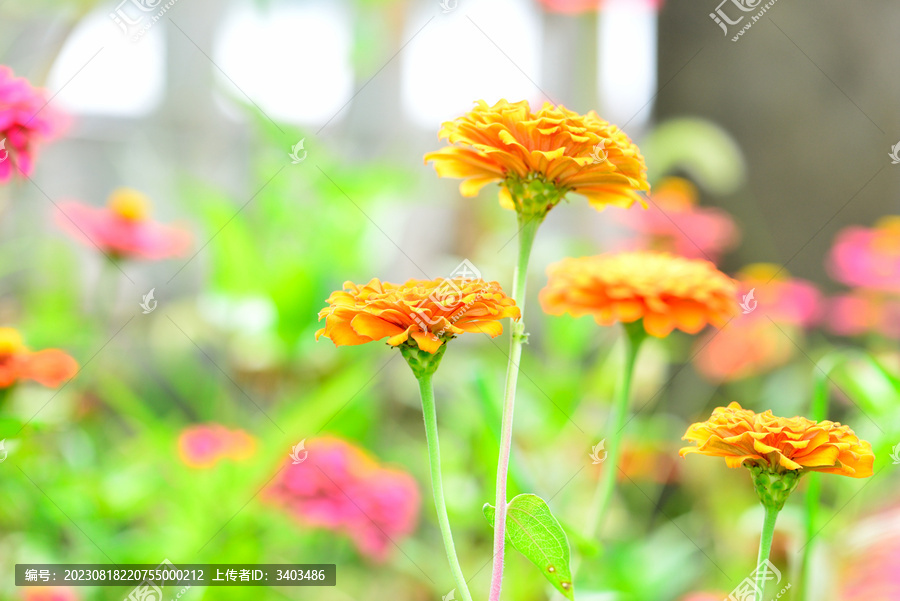 夏天盛开的小菊花