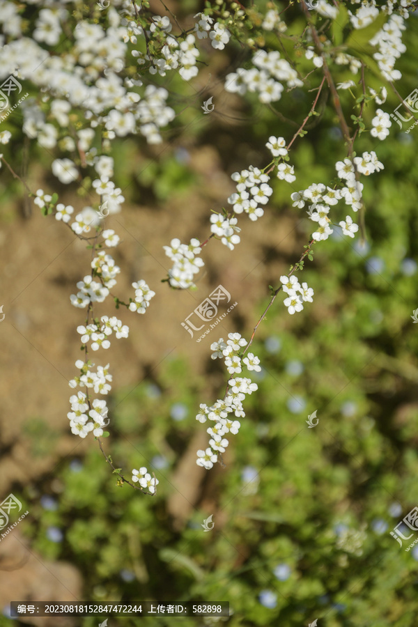 春天里的小白花