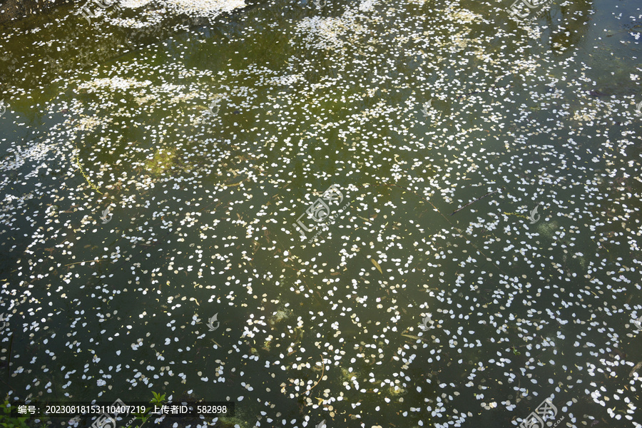 水面飘落的花瓣背景