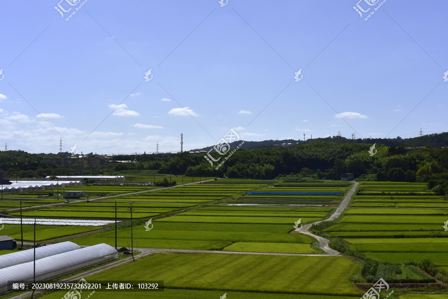 绿色的田野