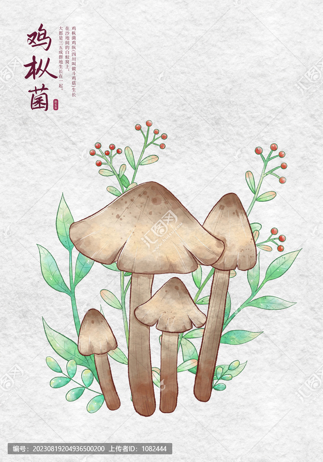 雞樅菌野生菌