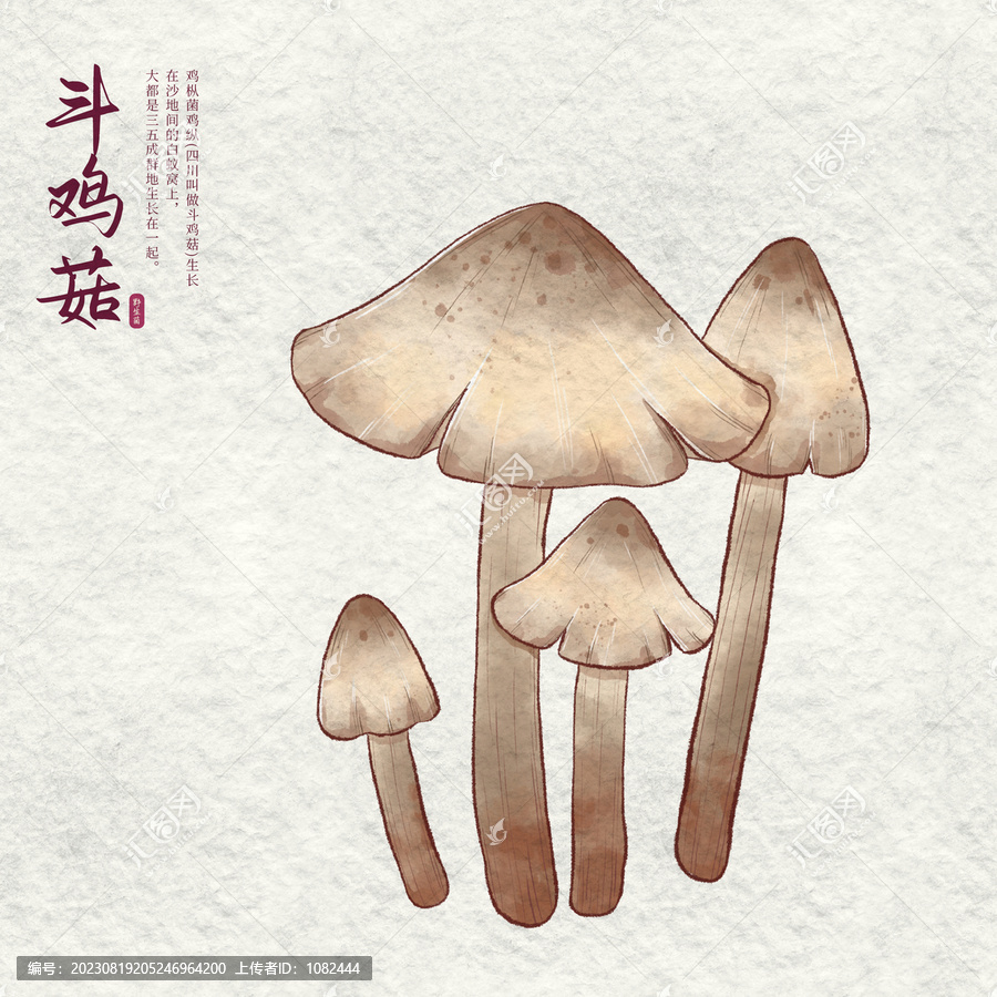 雞樅菌野生菌