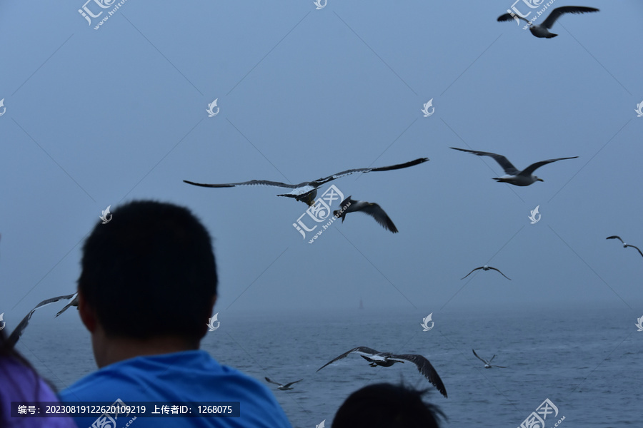 海鸥