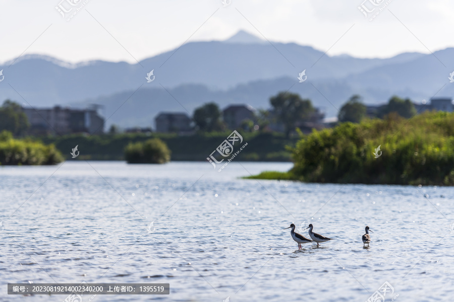 河中水鳥