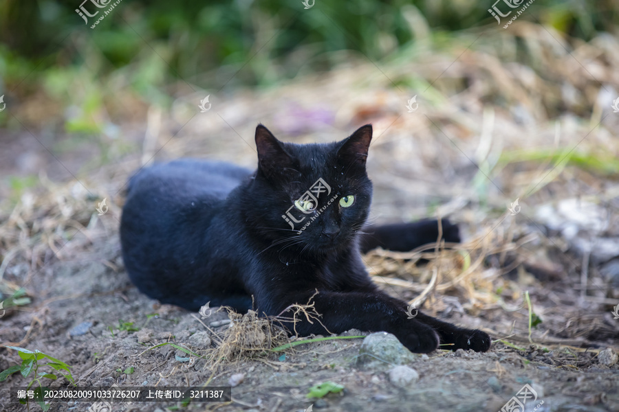 黑色孟买流浪猫
