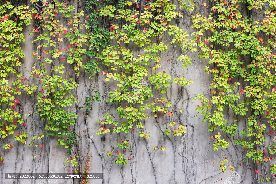 爬墙植物自然风光