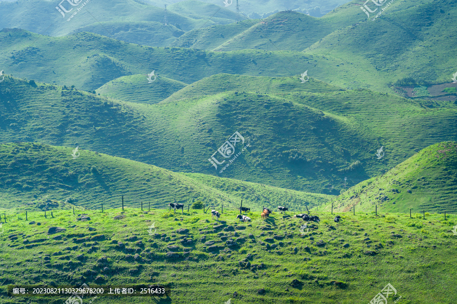 邵阳南山牧场奶牛草原风光