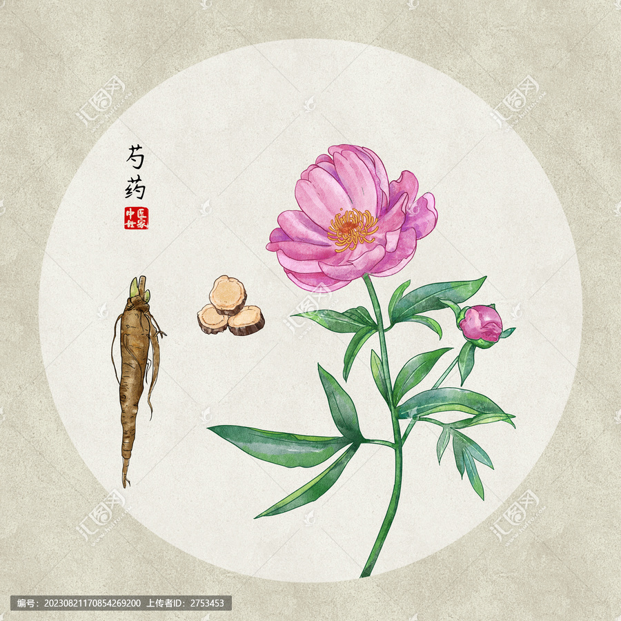 芍药手绘