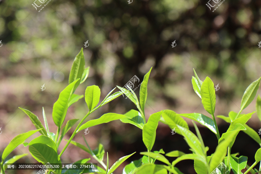 茶业普洱茶