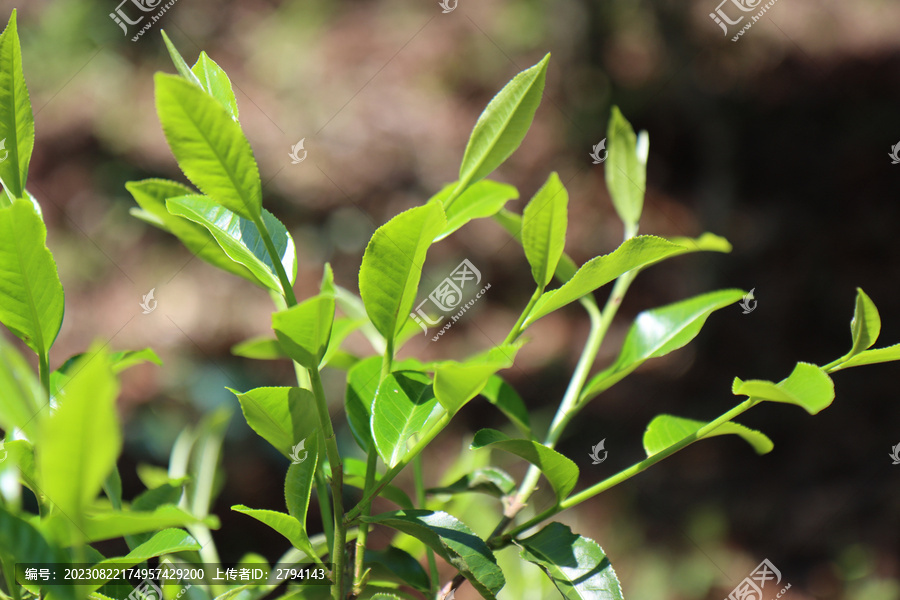 茶业普洱茶