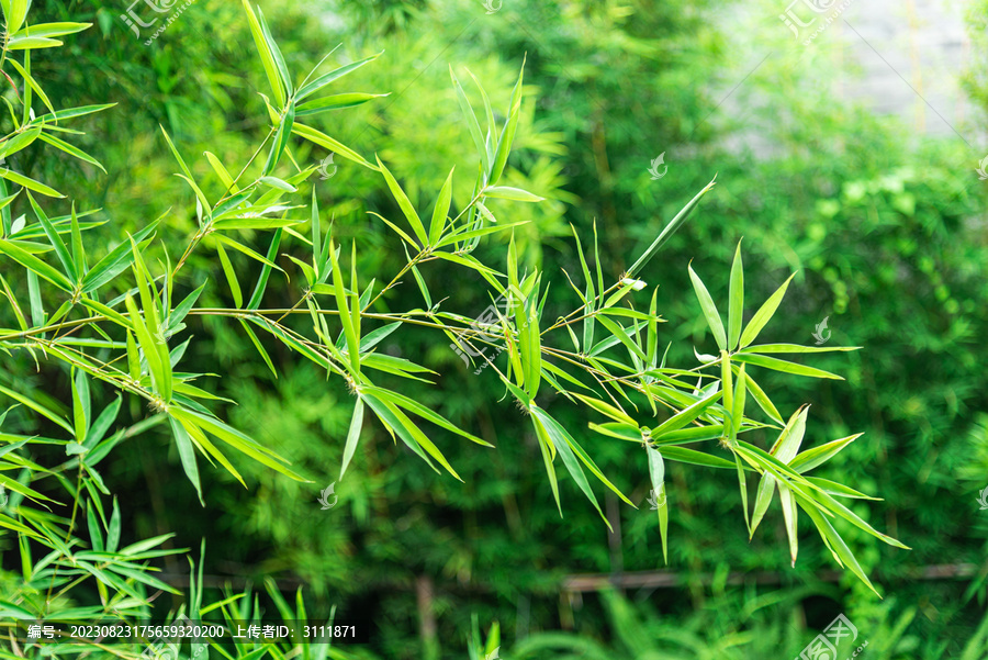 竹林细竹叶