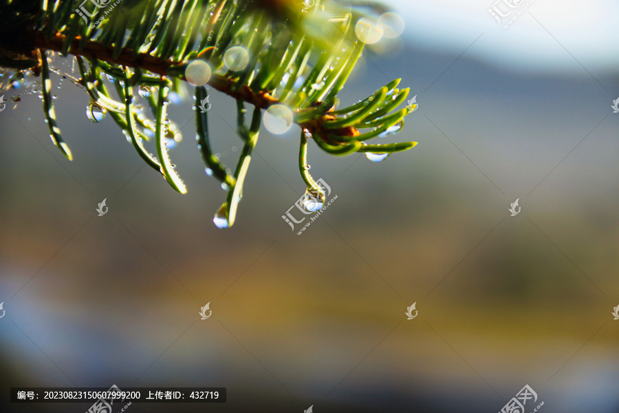 松枝露水水珠